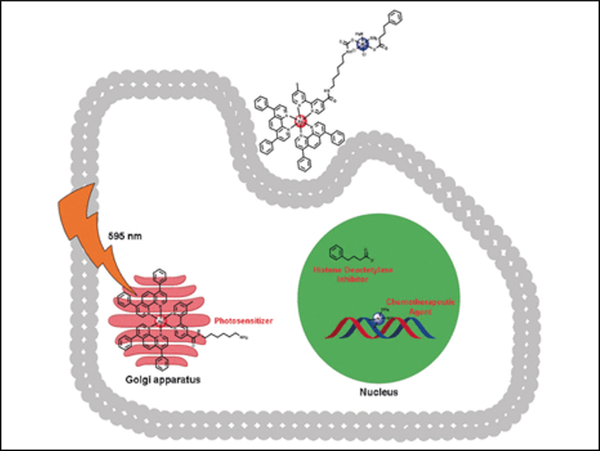 One Drug, Three Action Modes