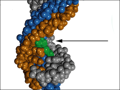 Triplex-Forming RNA Probes