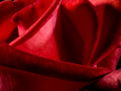 Red Rose Pigments