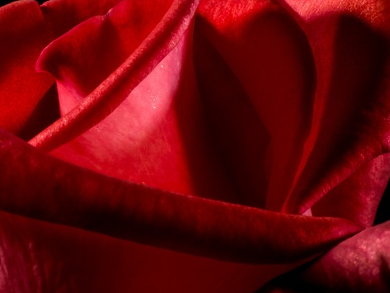 Red Rose Pigments - ChemistryViews