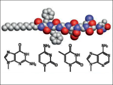 Self-Assembly of Chiral Fibrils