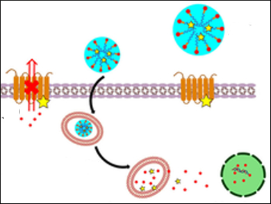 Nanogels in Tumor Therapy