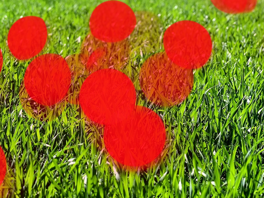 Why Grass Does Not Glow Red