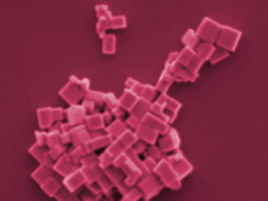 Shape-Controlled Perovskite Nanocrystals