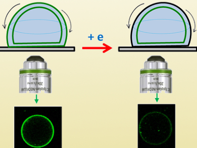 Electrochemically Monitoring Giant Liposome