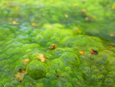 Growing Algae in Wastewater