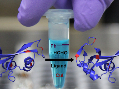 Site-Selective Protein-Labeling at Lysine Residues