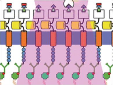 What Happens in the Living Cell?