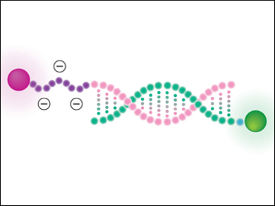 Ratiometric Probes to Detect Extracellular Superoxide