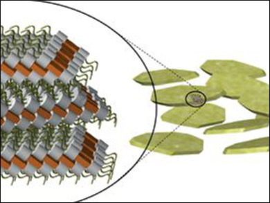 Self-Organization in Disordered Liquid Crystal Phases