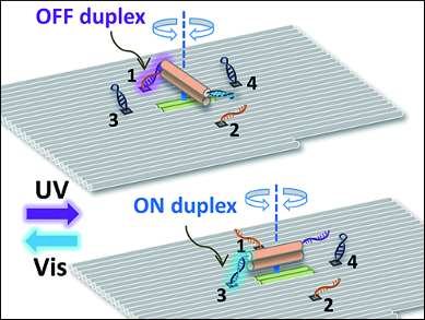 Photoregulated DNA Rotary System