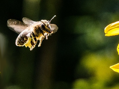 Estimate Genetically Modified Pollen Spread