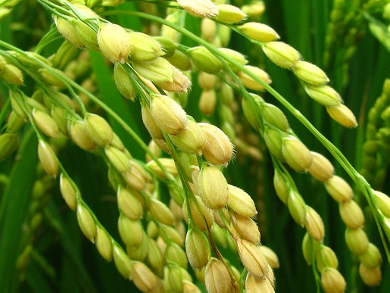 Nanoparticles in Rice