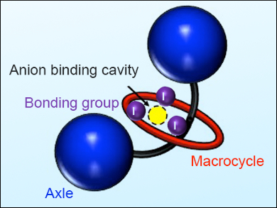 Halide-Binding Rotaxanes