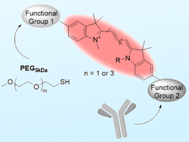 Cyanine-Based Heterobifunctional Dyes