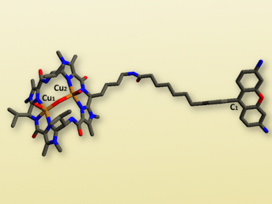 Copper(II)-Patellamide Complexes in Blue-Green Algae