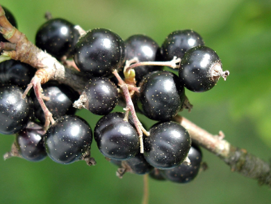 Blackcurrants Suppress Allergic Asthma