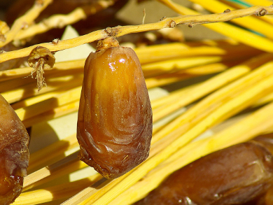 The Chemistry of Date Fruits