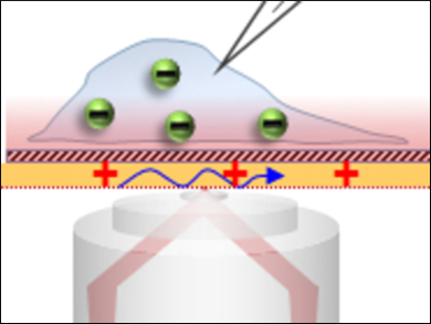 Imaging Action Potentials in Single Cells
