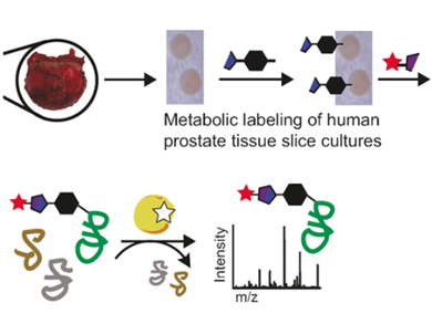 Glycans as Biomarkers for Cancer?