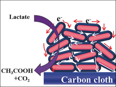 Conducting Shell for Bacteria