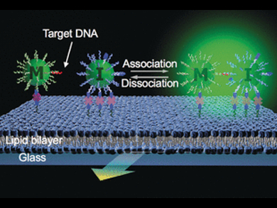 Quantifying Ultrasmall Amounts of DNA