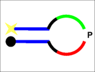 Detecting Single Nucleotide Polymorphisms