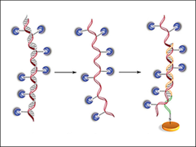 Making DNA Electrochemically Active