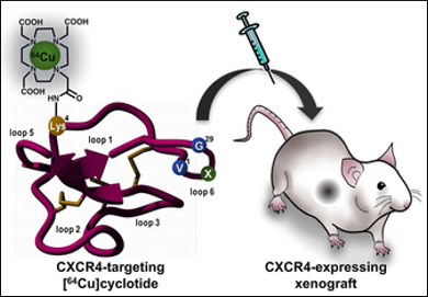 Cyclotides for Bioimaging