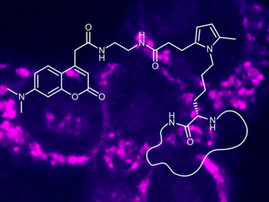 Paal–Knorr Reaction for Protein Labeling