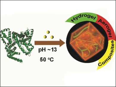 Gold Nanoclusters in Protein Hydrogel Networks