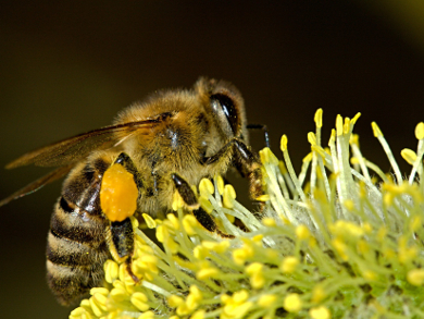 Effect of Insecticide-Treated Crops on Bees