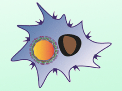 Steering the Immune Defense against Fungal Pathogens