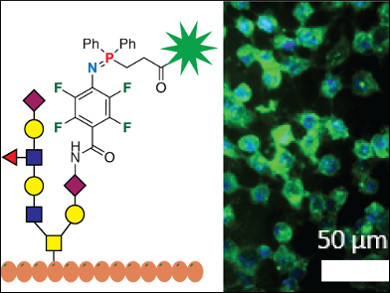 Rapid Staudinger Ligation on Cell Surfaces