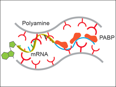 Messenger RNA Delivery