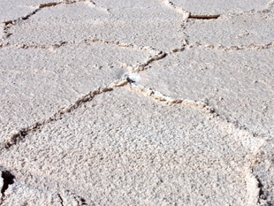 Fungi in Sea Salt