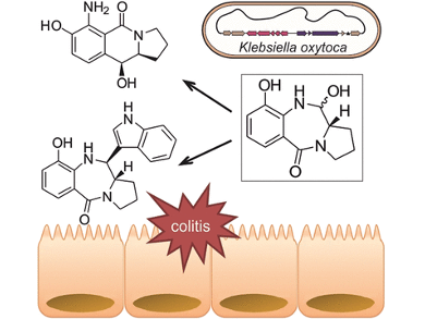 Bacterial Toxins Made in the Gut