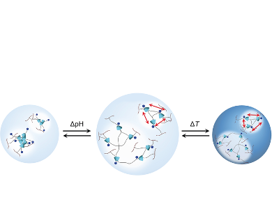 Hydrogel Microspheres Cross-Linked by Rotaxane Networks