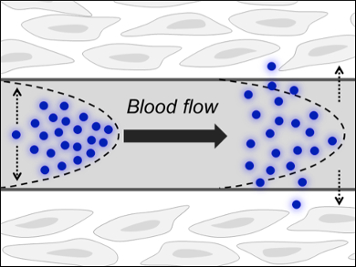 Nanomedicine Clearance