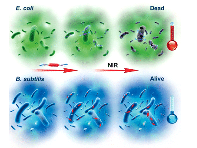 Bacteria Activate Their Own Killer