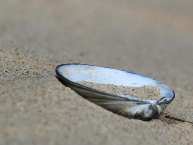 Bacteria on Sand Grains