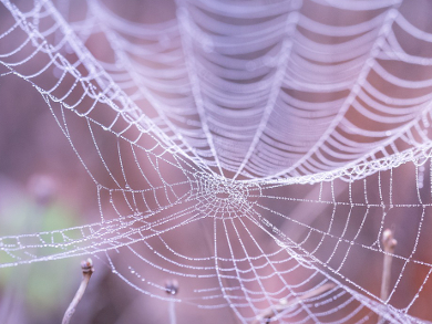 Structuring Spider Silk
