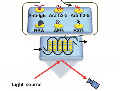 Detection of Peanut-Specific Antibodies