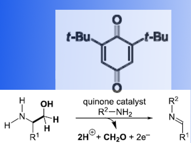 New Organocatalytic Approach for Imine Synthesis