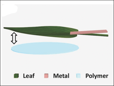 Using Leaves to Harvest Energy