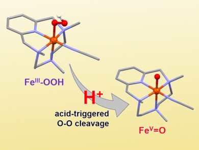 Novel Low-Spin Hydroperoxoiron(III) Species