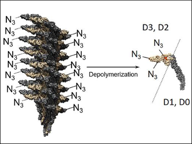 Site-Selective Functionalization of Flagellin