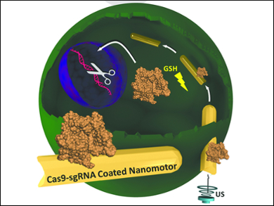 Nanomotors Deliver CRISPR Gene Editing Tool