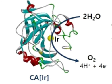 Metalloenzyme for Water Oxidation