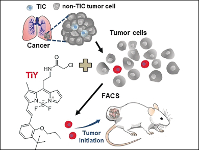 Marker for Cancer Stem Cells